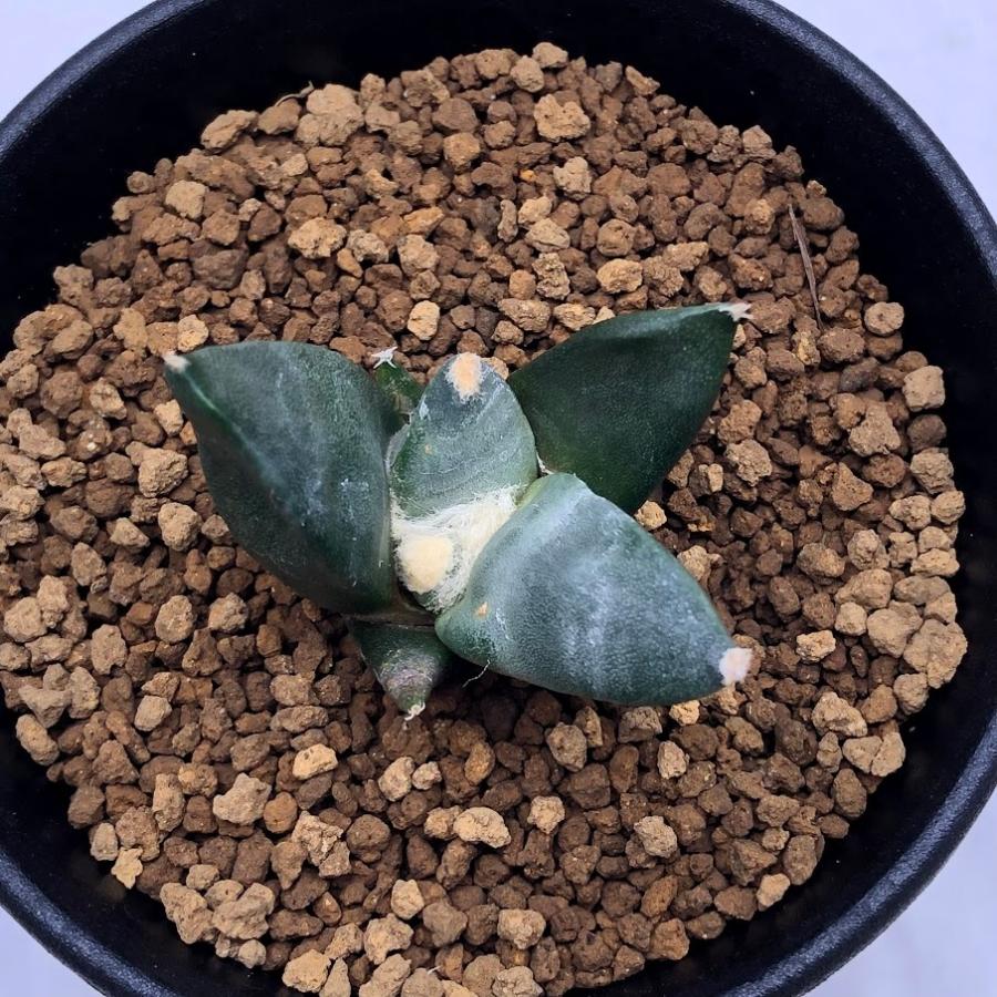 サボテン：アリオカルプス 変わり疣牡丹の実生*M 幅4.5cm ☆赤松実生 