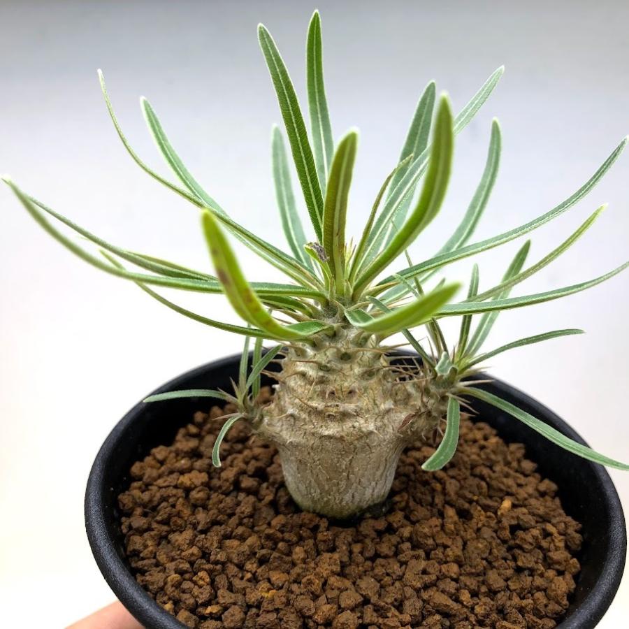 コーデックス：パキポディウム グラキリス 実生*塊根幅4cm 現品