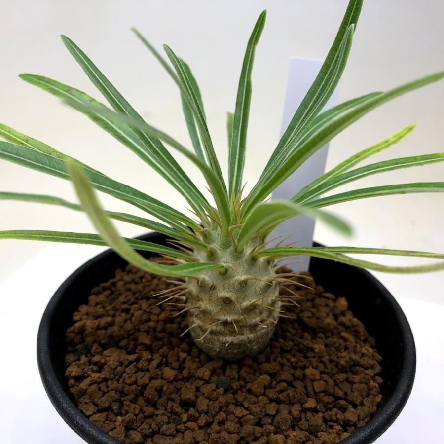 コーデックス：パキポディウム グラキリス 実生*塊根幅2.5cm 現品