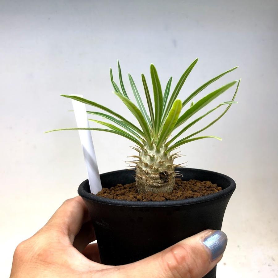 コーデックス：パキポディウム グラキリス 実生*塊根幅2.5cm 現品