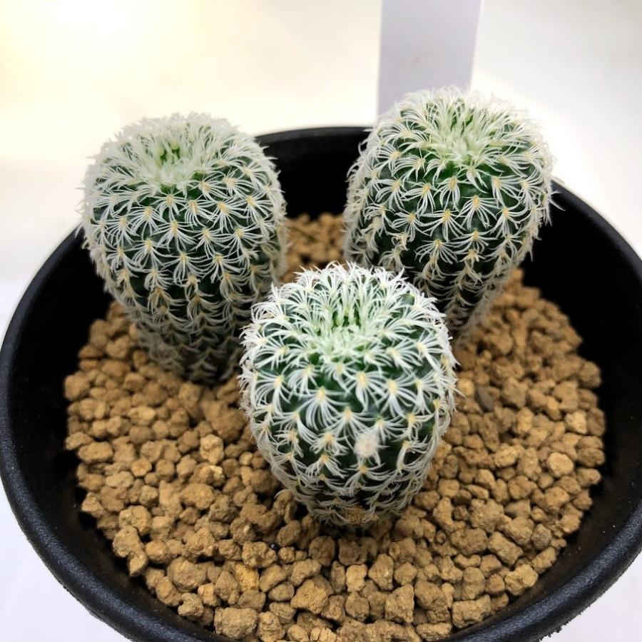 サボテン フライレア デンシスピナ 幅2 5cm Sv 遊恵盆栽 Yahoo 店 通販 Yahoo ショッピング