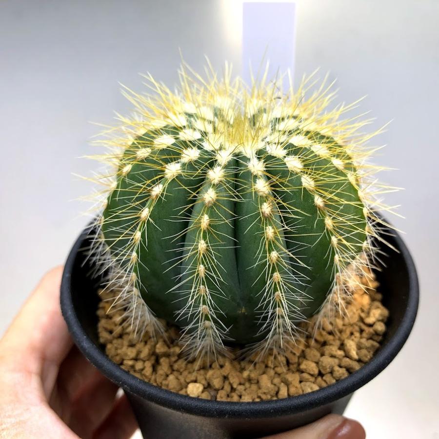 サボテン:エリオカクタス 英冠丸*幅7cm : 遊恵盆栽 Yahoo!店 サボテン:エリオカクタス 英冠丸*幅7cm : 遊恵盆栽 Yahoo!店
