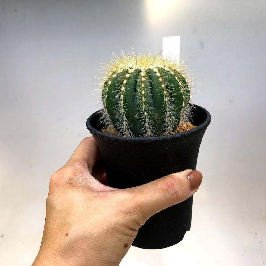 サボテン：エリオカクタス 英冠丸*幅7cm : 遊恵盆栽 Yahoo!店 - 通販