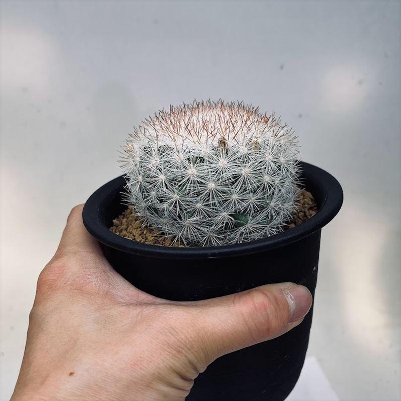 サボテン：マミラリア 満月*幅7cm : 遊恵盆栽 Yahoo!店 - 通販
