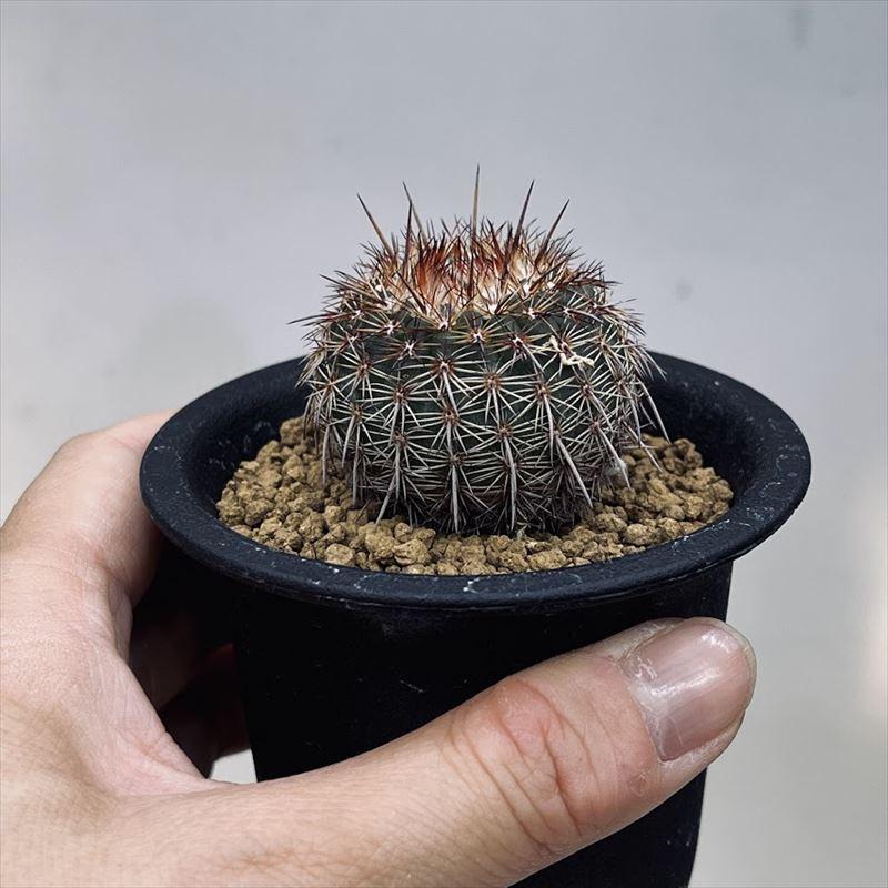 サボテン：ノトカクタス 紅冠丸*幅4cm : 遊恵盆栽 Yahoo!店 - 通販