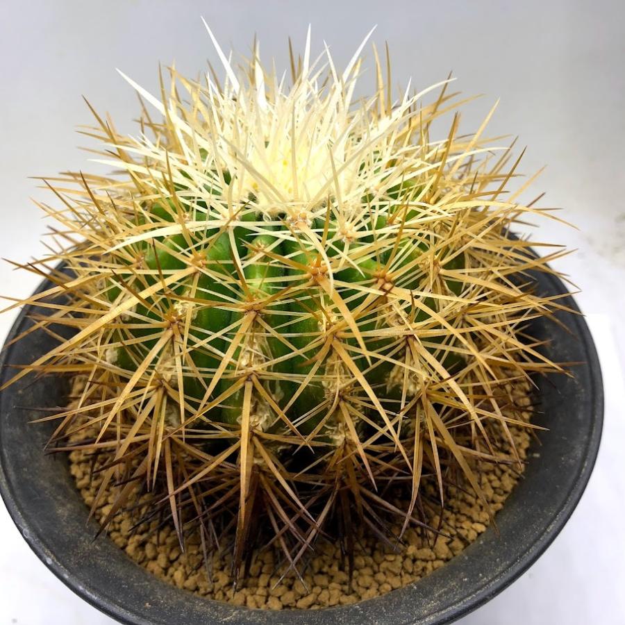 サボテンの種子!金鯱の種100粒!エキノカクタス属! - 通販 - hipssister