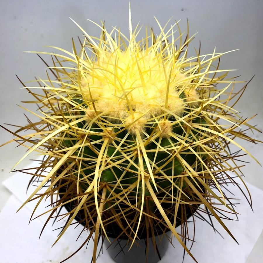 サボテン：エキノカクタス 長刺金鯱*幅10cm 現品！一品限り ※側面に傷