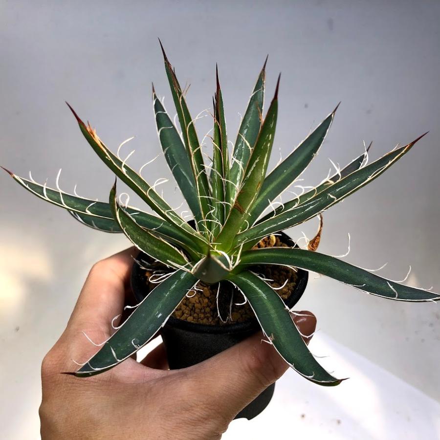 多肉植物  アガベ 耐寒性およそ-1℃ アガベ マグフィニカ アガぺ 多肉植物 ドライガーデン