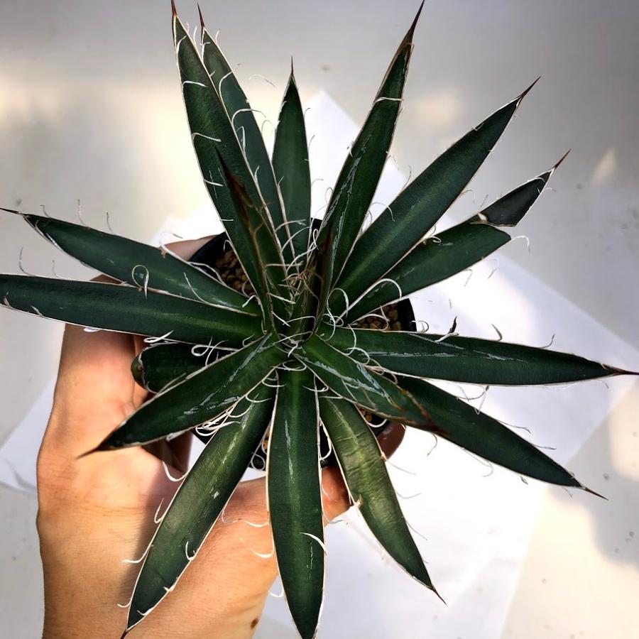 多肉植物：アガベ シジゲラ*S 幅16cm : 遊恵盆栽 Yahoo!店 - 通販