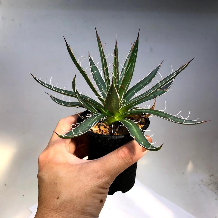 多肉植物：アガベ シジゲラ*S 幅16cm : 遊恵盆栽 Yahoo!店 - 通販