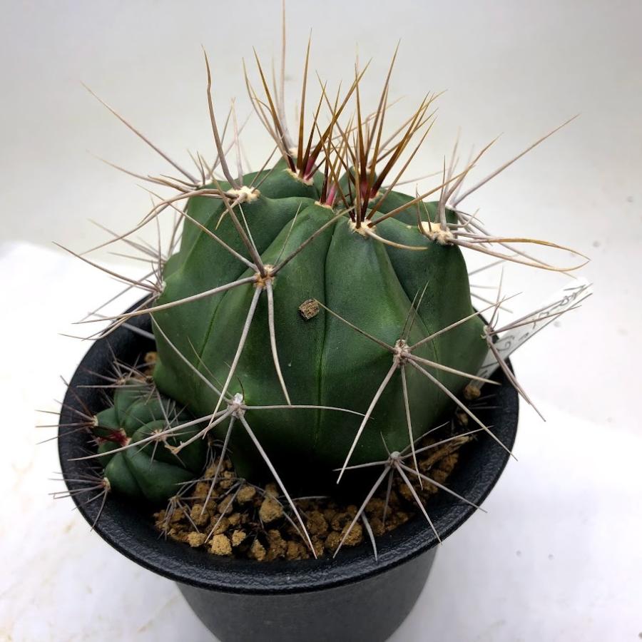 サボテン ギムノカリキウム 幅9cm 現品 一品限り Sv 遊恵盆栽 Yahoo 店 通販 Yahoo ショッピング