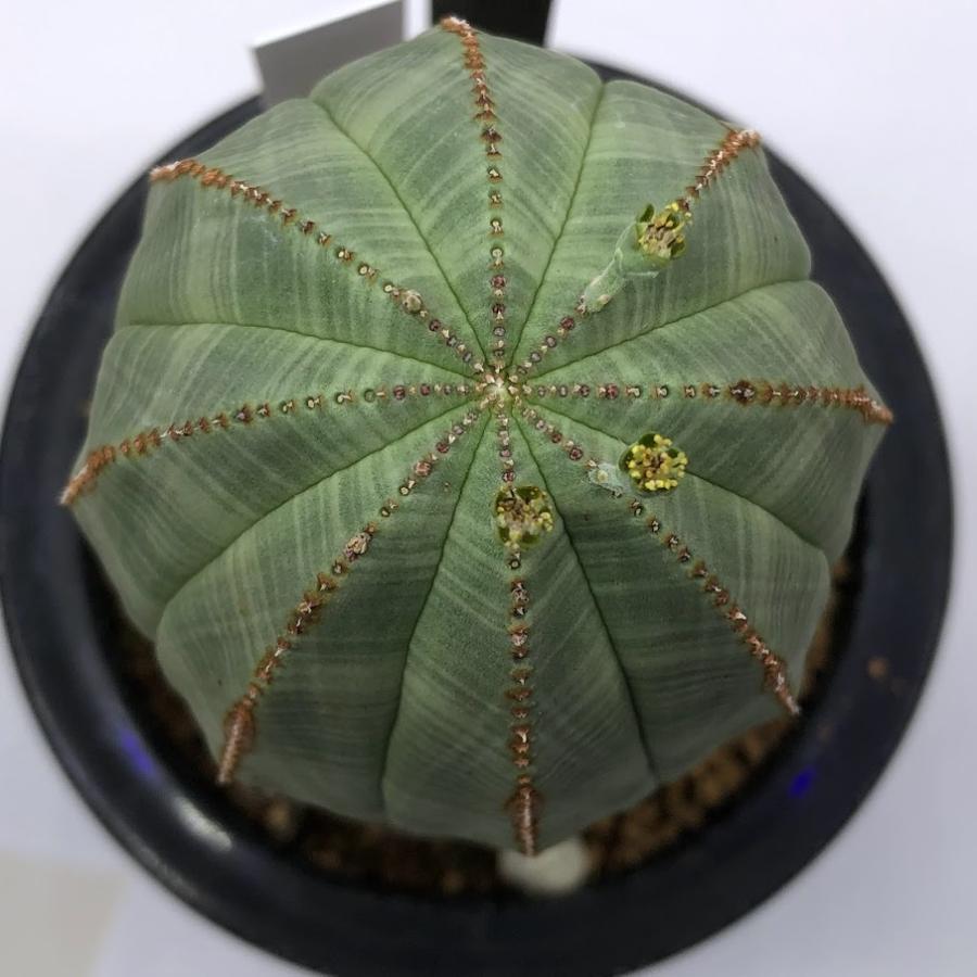 多肉植物：ユーフォルビア オベサ*幅8cm 現品！一品限り : 遊恵盆栽