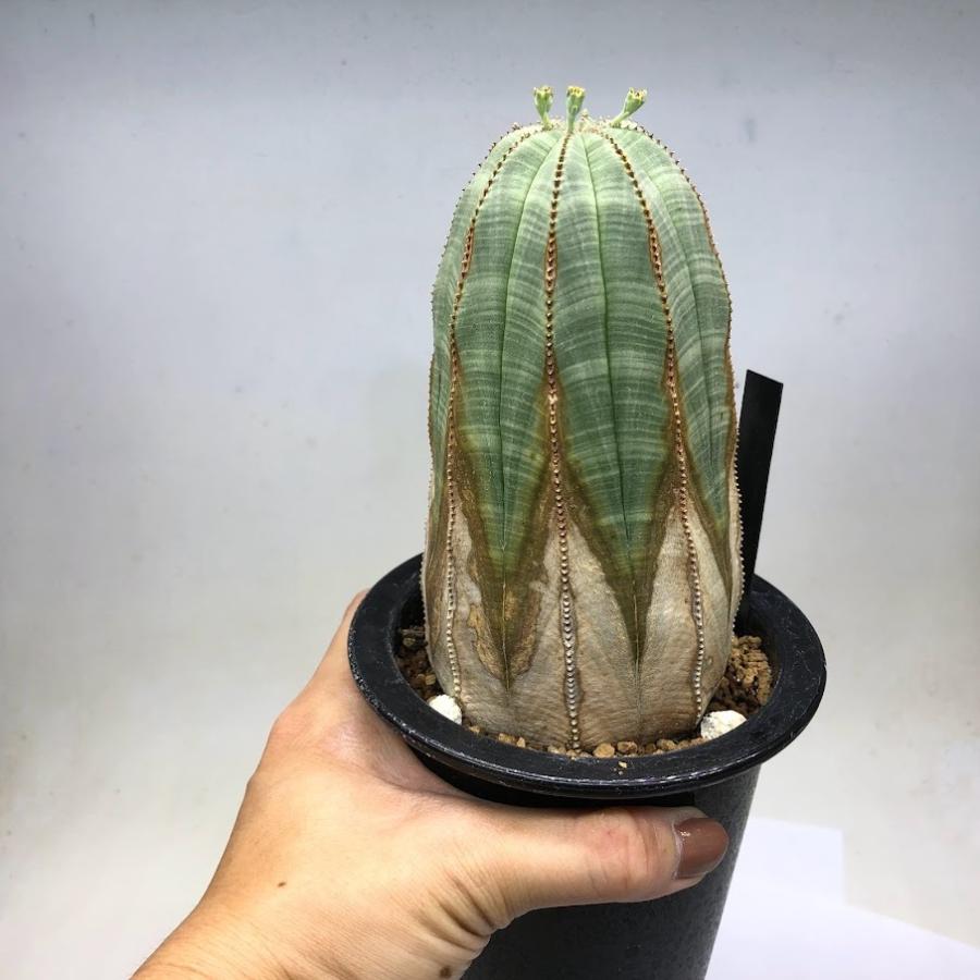 多肉植物:ユーフォルビア オベサ*幅8cm 現品!一品限り 多肉植物:ユーフォルビア オベサ*幅8cm 現品!一品限り