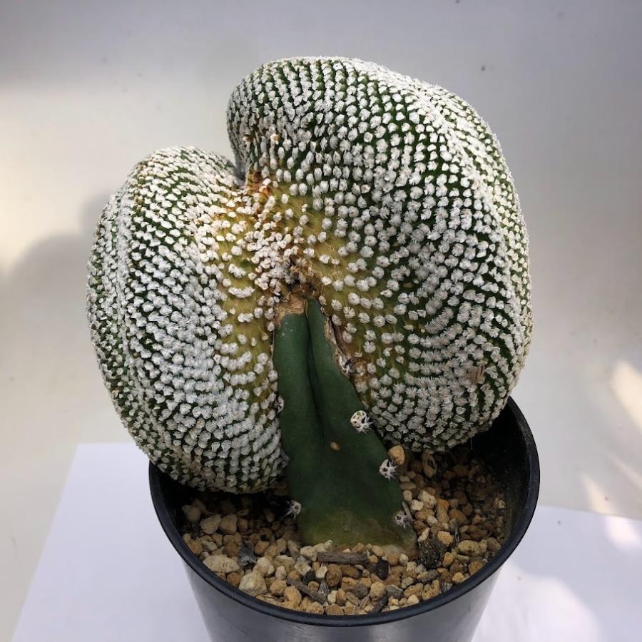 サボテン：ツルビニカルプス バラ丸 綴化 ツギ*幅12cm 現品！一品