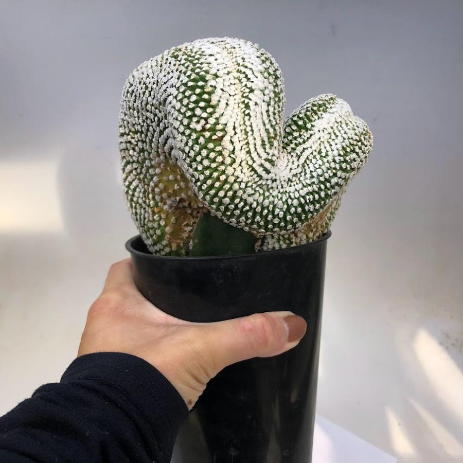 サボテン：ツルビニカルプス バラ丸 綴化 ツギ*幅12cm 現品！一品