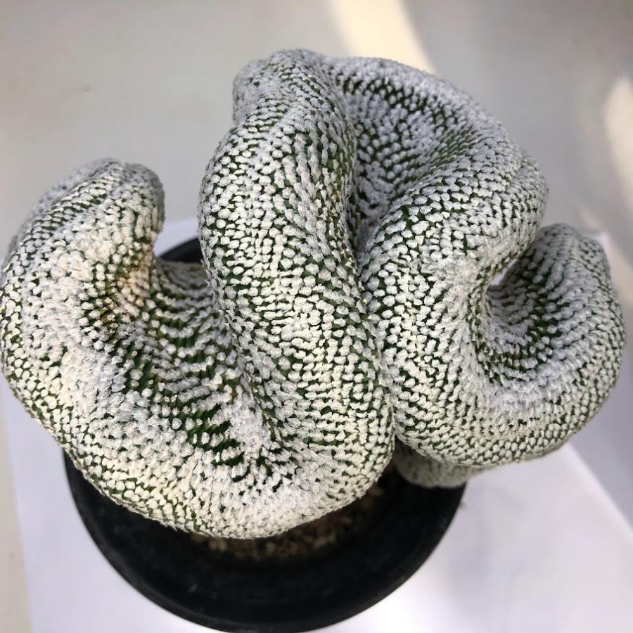 サボテン：ツルビニカルプス バラ丸 綴化 ツギ*幅16cm 現品！一品