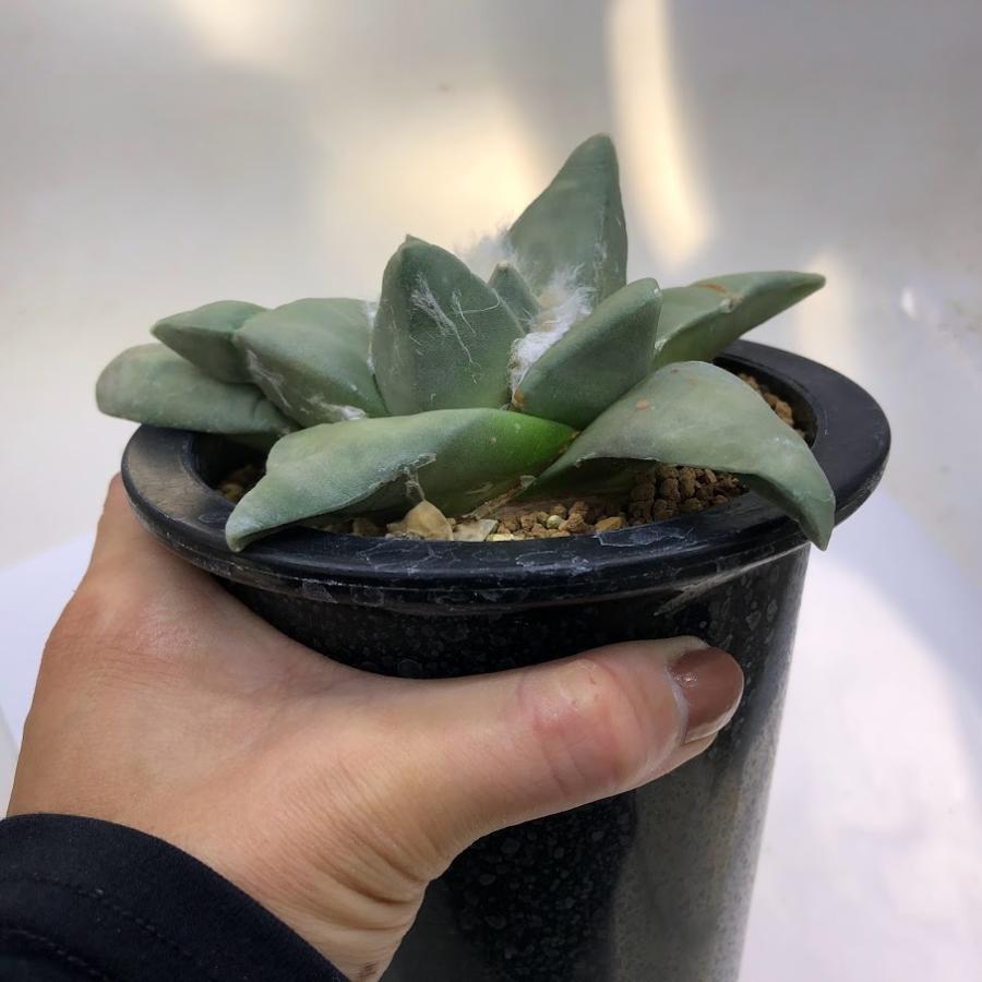 サボテン：アリオカルプス 玉牡丹*幅13cm 現品！一品限り : 遊恵盆栽