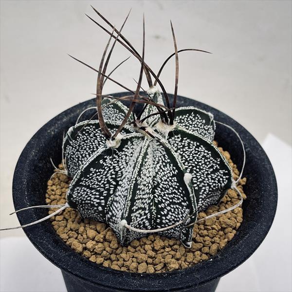 【美株】アストロフィツム 白鸞鳳玉 国内実生 塊根植物 多肉植物 ユーフォルビア サボテン：アストロフィツム 白瑞鳳玉 実生*M幅6.5cm : 遊恵盆栽