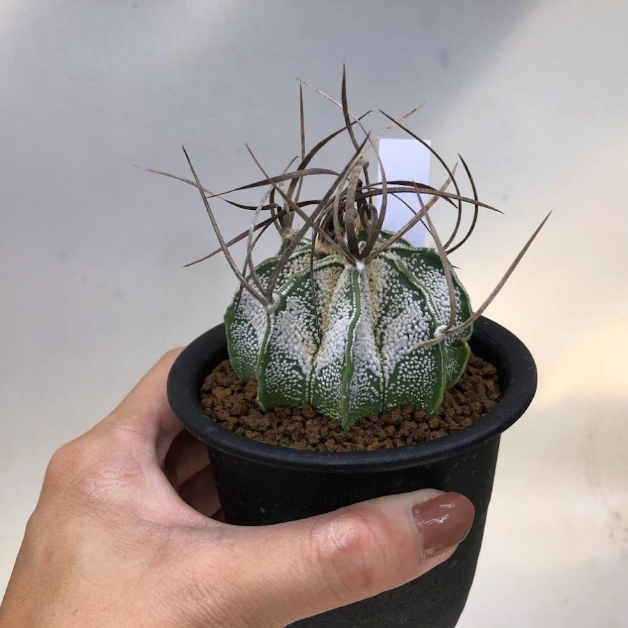 サボテン：アストロフィツム 黒刺 白瑞鳳玉 実生*幅6cm : 遊恵盆栽