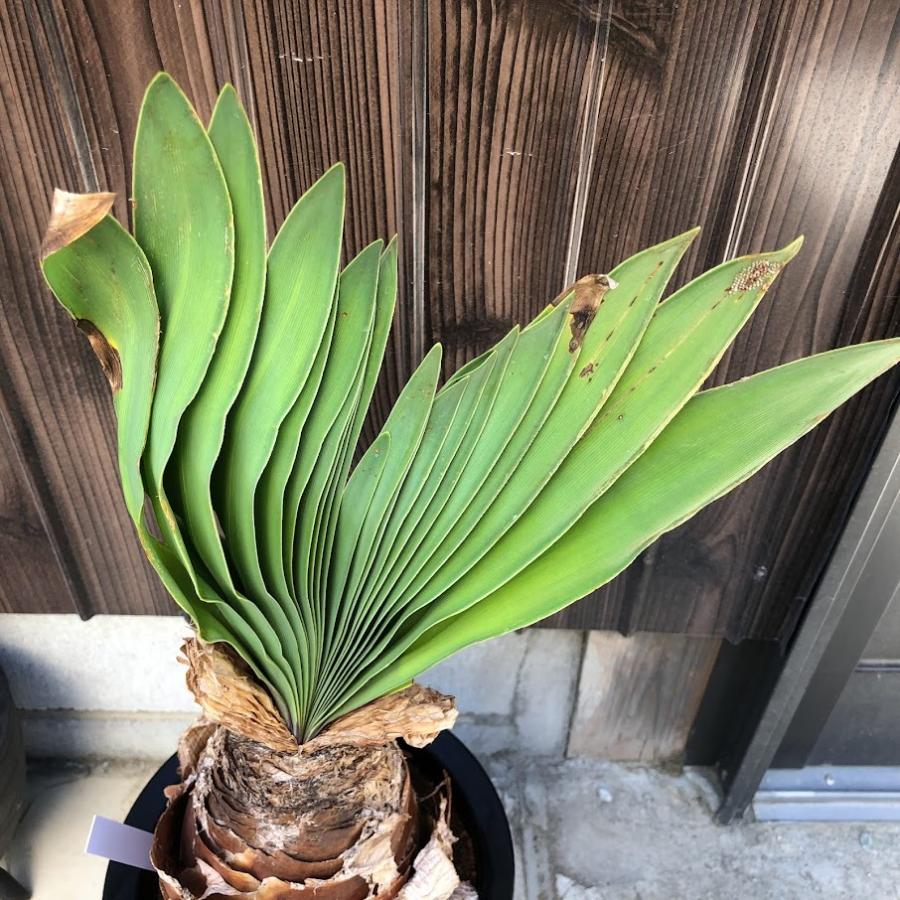 コーデックス：ブーファン ディスティカ*塊幅12cm 現品！一品限り