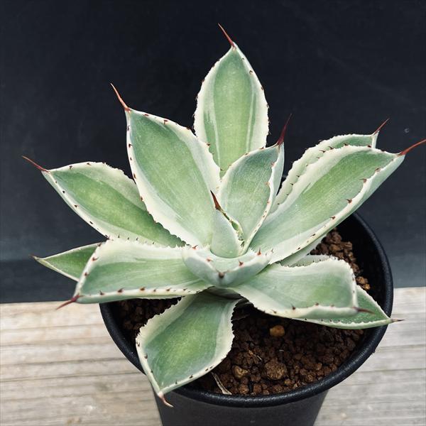 多肉植物：アガベ 吉祥冠錦 覆輪*S 幅9cm : 遊恵盆栽 Yahoo!店