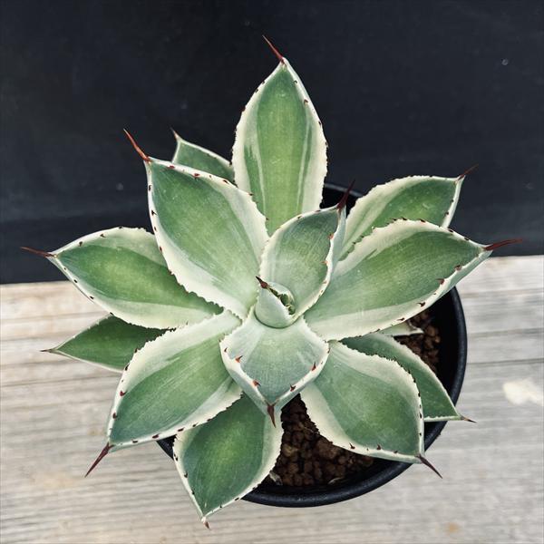 多肉植物：アガベ 吉祥冠錦 覆輪*S 幅9cm : 遊恵盆栽 Yahoo!店