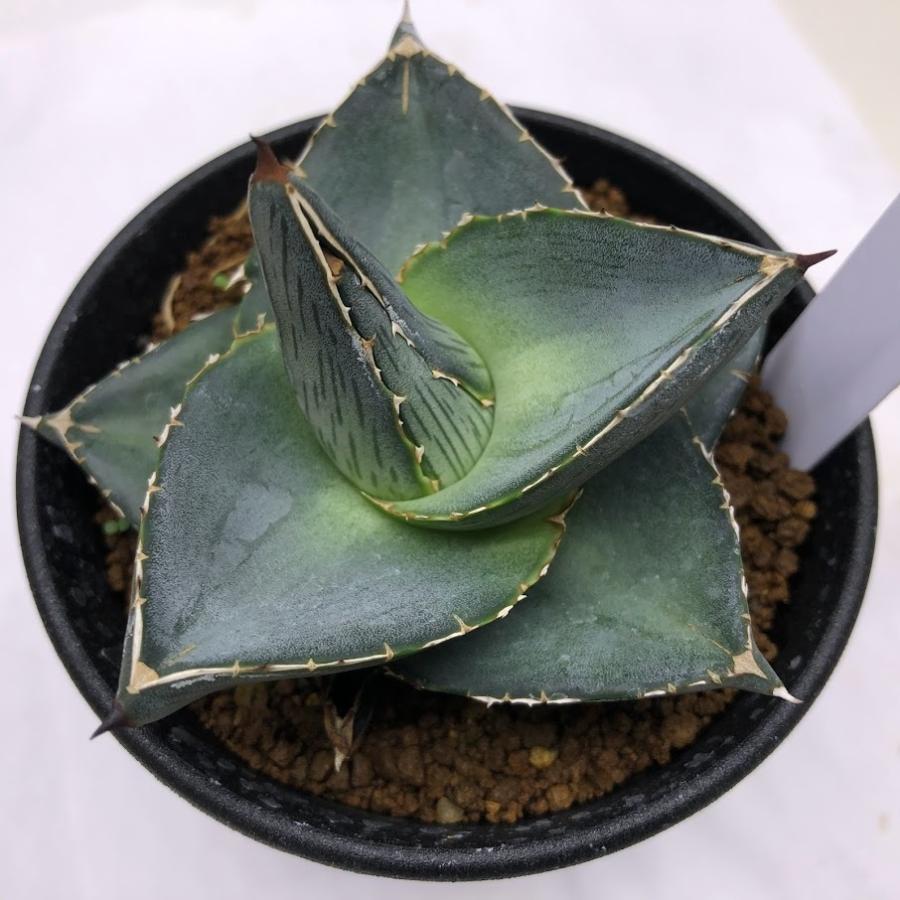 アガベ プミラ 中斑 激レア アガベ プミラ 中斑 激レア