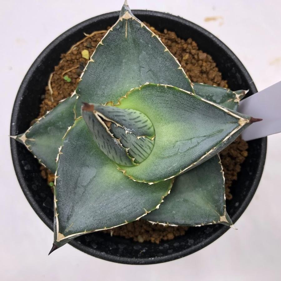 多肉植物：アガベ プミラ*幅8cm 現品！一品限り : 遊恵盆栽 Yahoo!店