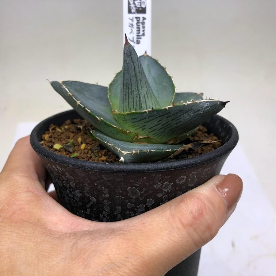 多肉植物：アガベ プミラ*幅8cm 現品！一品限り : 遊恵盆栽 Yahoo!店