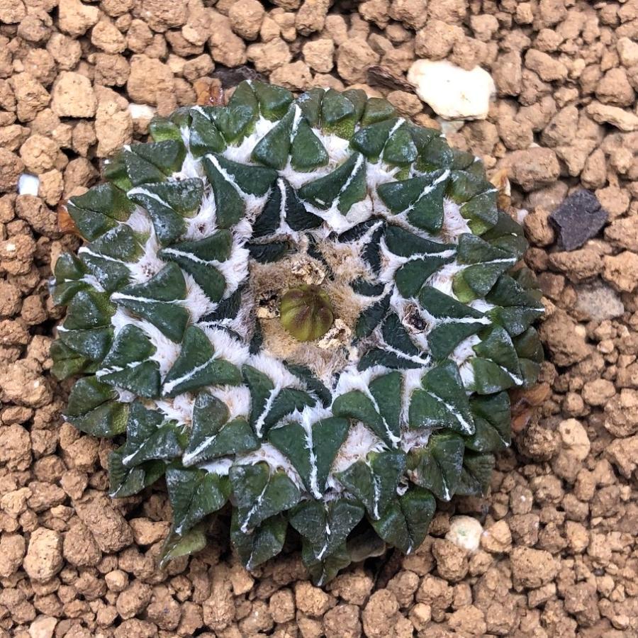 サボテン：アリオカルプス I氏実生 姫牡丹*幅3.5cm 現品 一品限り