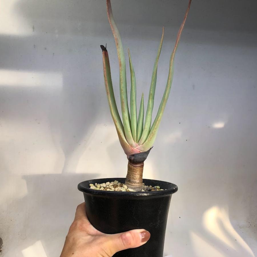 アロエ　プリカティリス　3頭　幹太　ドライガーデン アガベ　多肉　観葉植物 アロエ プリカティリス 多肉植物 | Pay ID アロエ プリカティリス 3頭