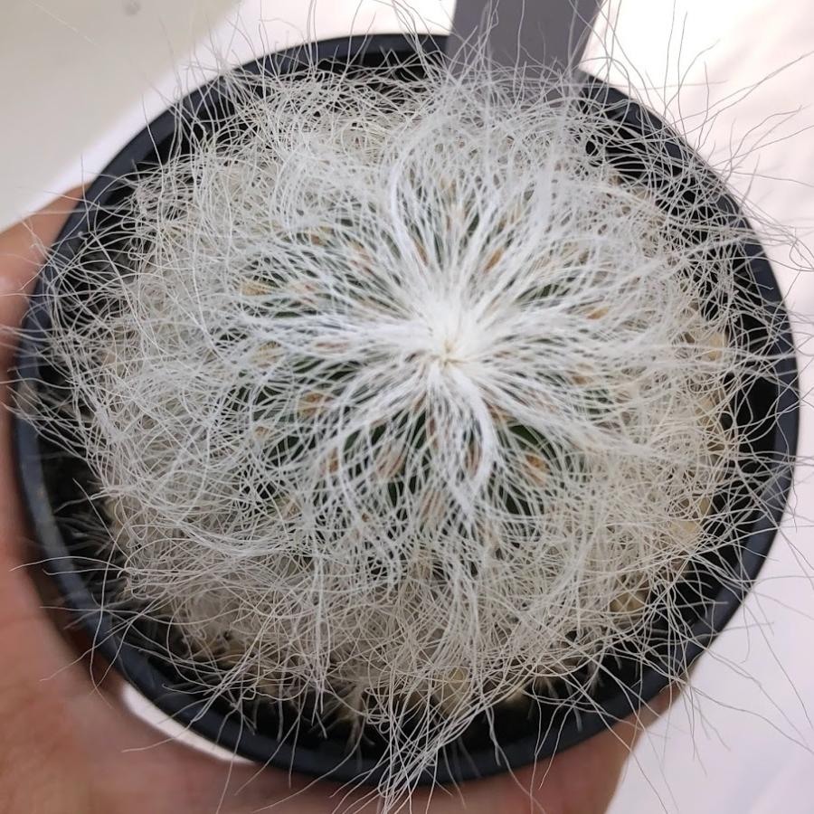 サボテン：ケファロケレウス 翁丸*幅4cm : 遊恵盆栽 Yahoo!店