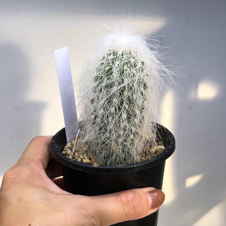 サボテン：ケファロケレウス 翁丸*幅4cm : 遊恵盆栽 Yahoo!店 - 通販