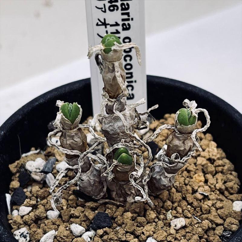 多肉植物 モニラリア オブコニカ 幅14ｃｍ 現品 一品限り Sv 遊恵盆栽 Yahoo 店 通販 Yahoo ショッピング