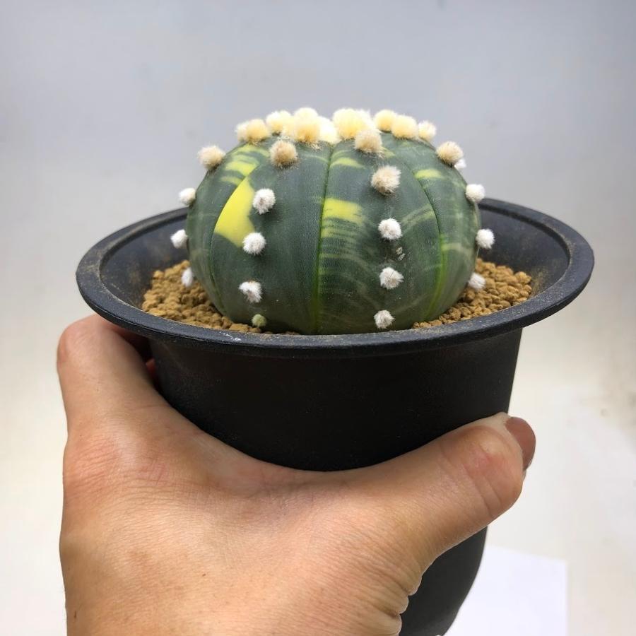 サボテン：アストロフィツム 瑠璃兜丸錦*幅7cm 現品！一品限り