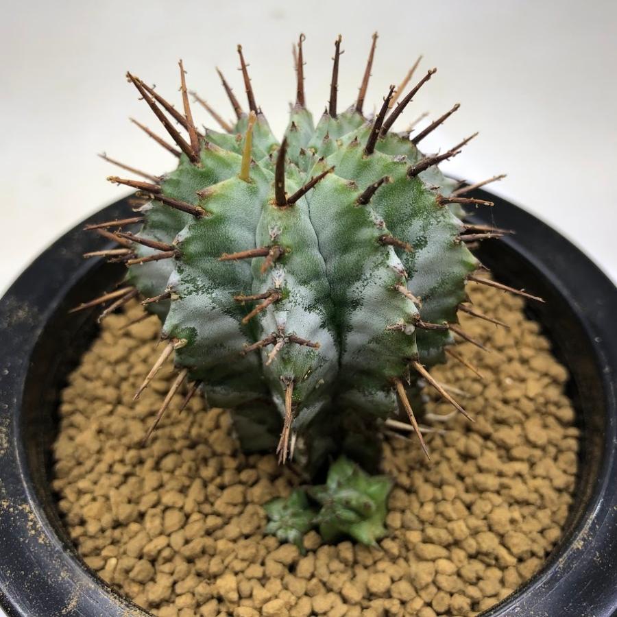 多肉植物：ユーフォルビア ホリダ*幅5cm 現品！一品限り : 遊恵盆栽