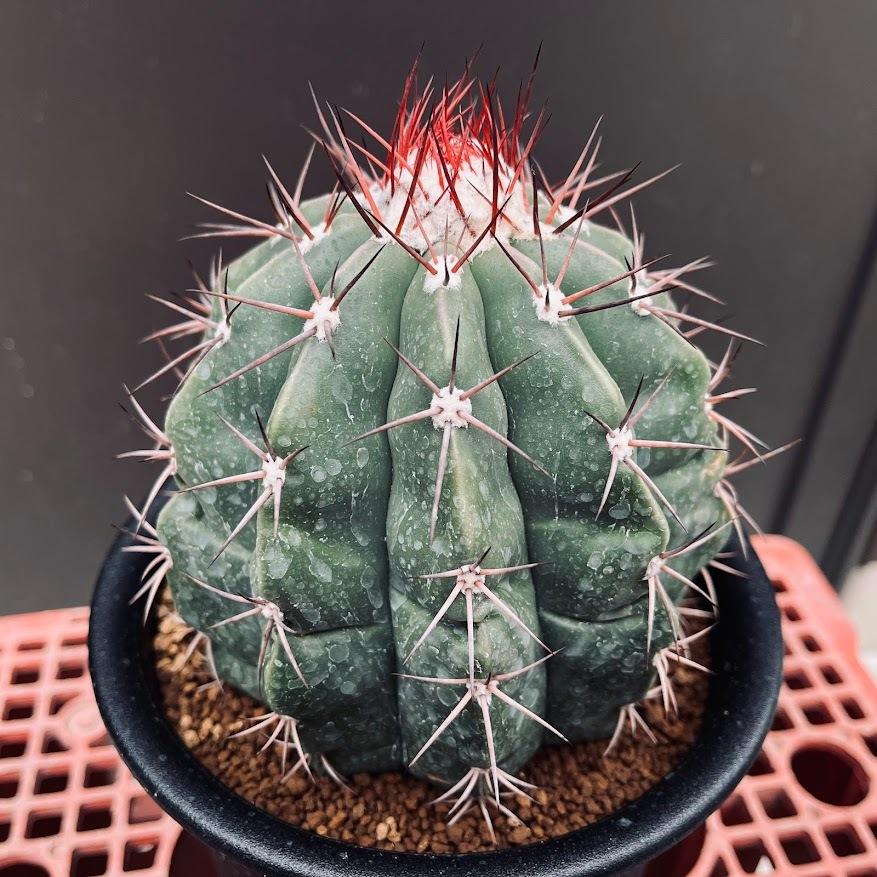 サボテン：メロカクタス バヒエンシス 涼雲*幅13cm 現品！一品限り