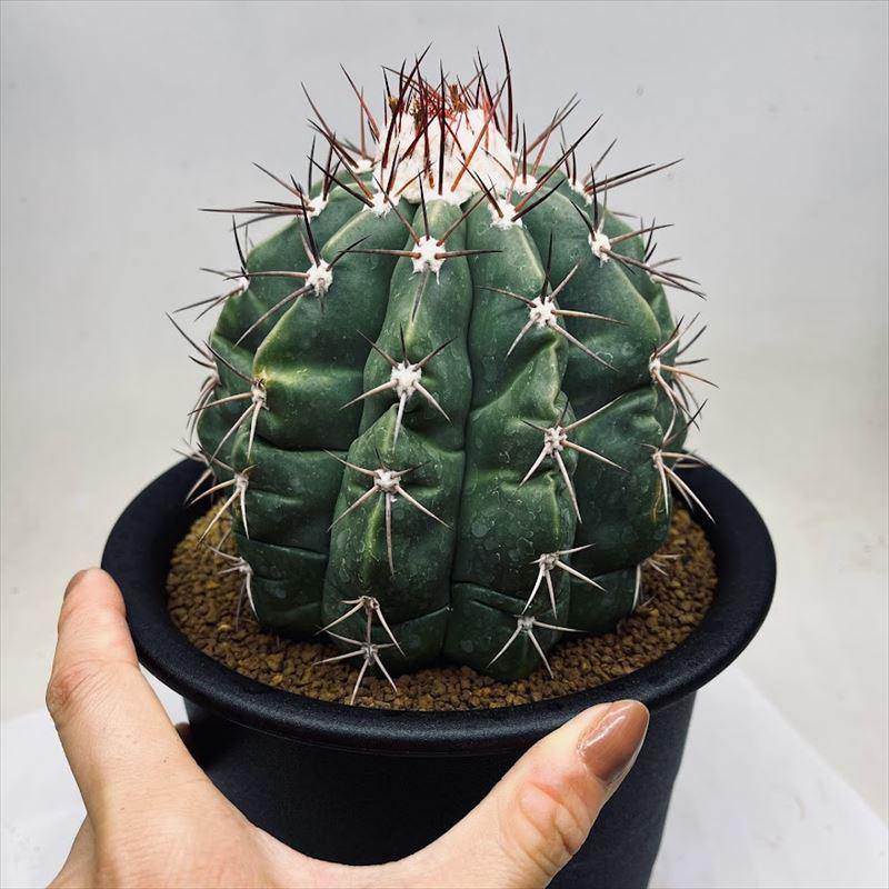 メロカクタス　パキアカンタ　サボテン メロカクタス パキアカンタ サボテン マタンザナス - メルカリ