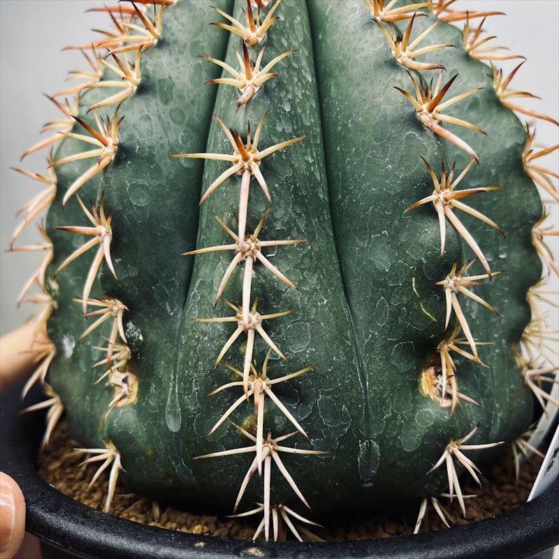 サボテン：メロカクタス 桜雲*幅14cm 現品！一品限り ※側面に傷あり