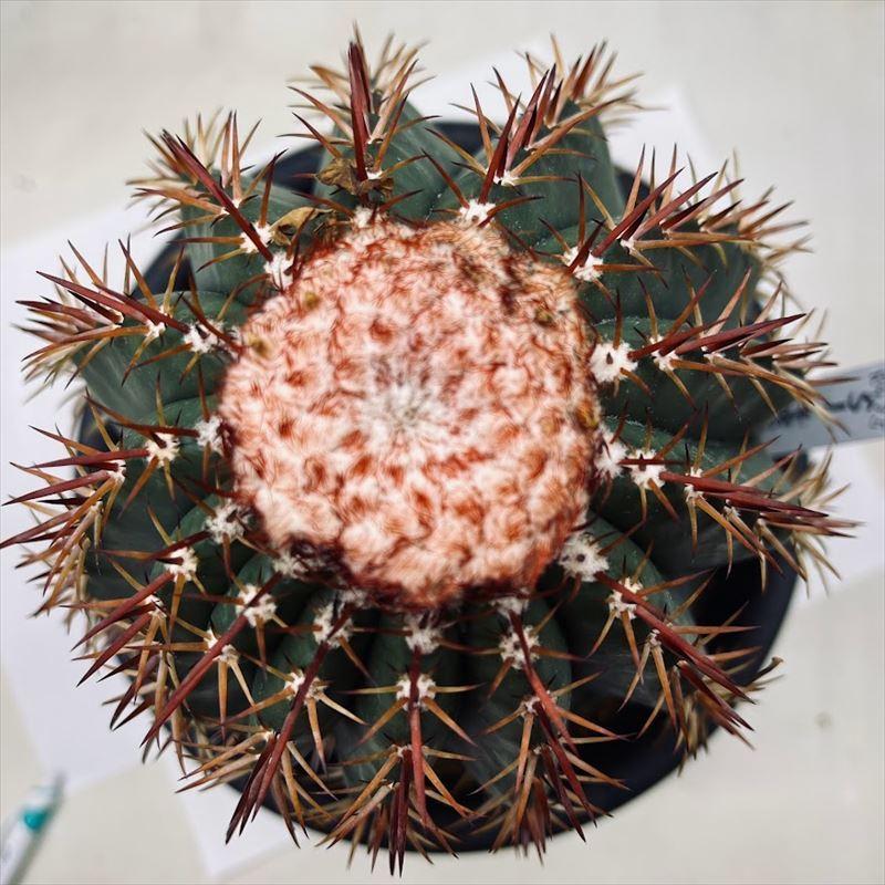 サボテン：メロカクタス 桜雲*幅14cm 現品！一品限り ※傷あり : 遊恵