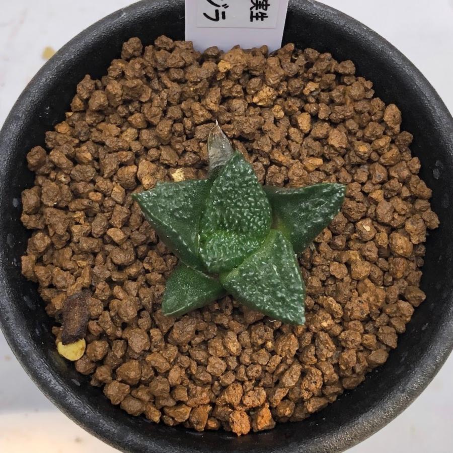 サボテン：アリオカルプス ゴジラ*幅3cm 現品！一品限り