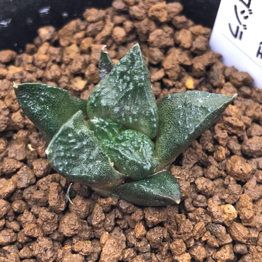 サボテン　ゴジラ　国内実生繁殖苗　実生接　開花株　抜き苗発送 2025年最新】サボテン ゴジラの人気アイテム - メルカリ