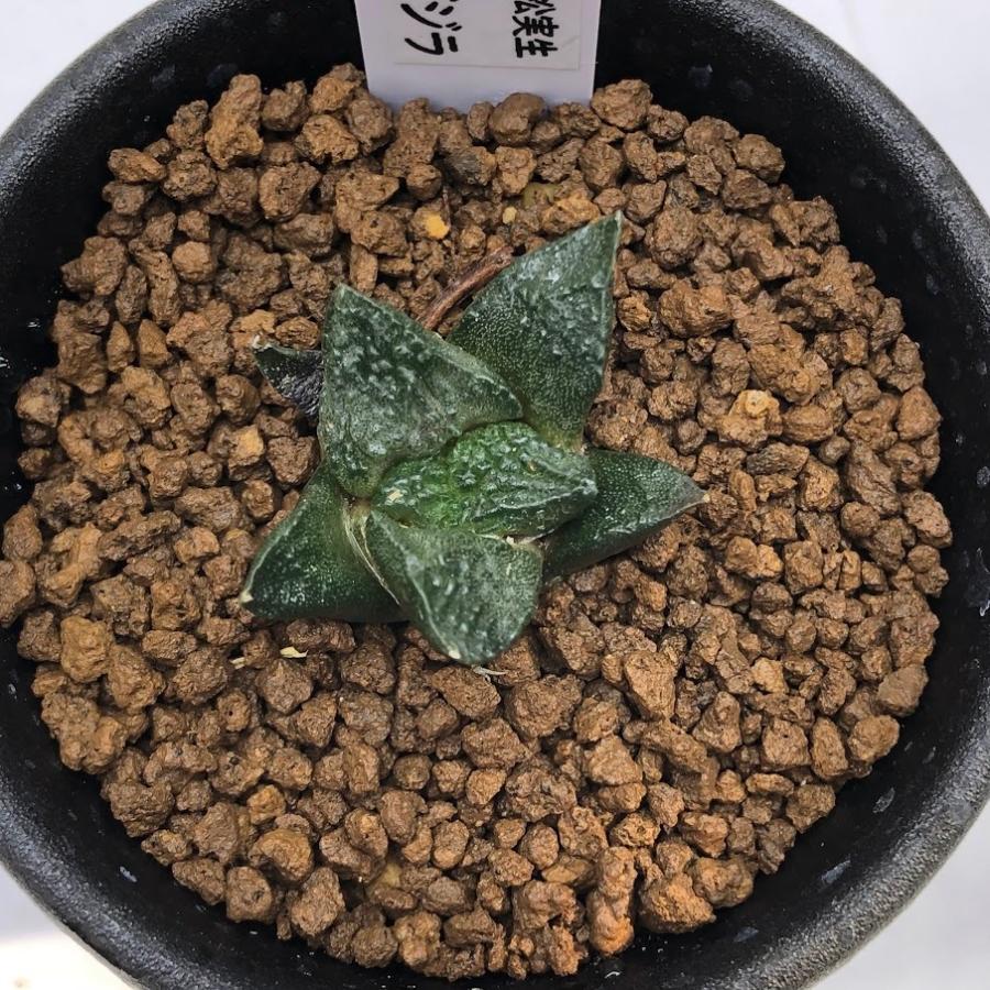 サボテン：アリオカルプス ゴジラ*幅3cm 現品！一品限り