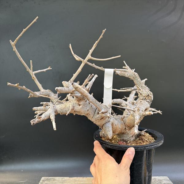 コーデックス：ボスウェリア ネグレクタ*幅45cm 現品 一品限り ※発根