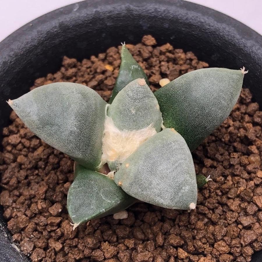 青磁牡丹　サボテンー実生 青磁牡丹 サボテンー実生 【公式通販】