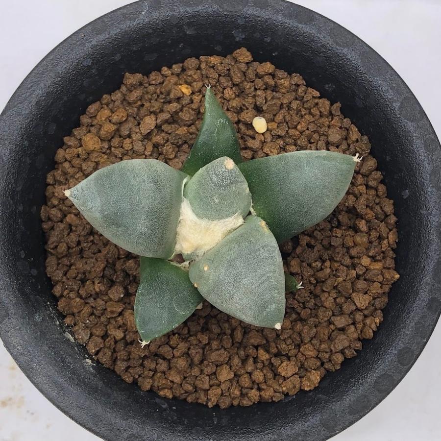 サボテン：アリオカルプス 青磁牡丹 実生 L*幅5.5cm ☆赤松