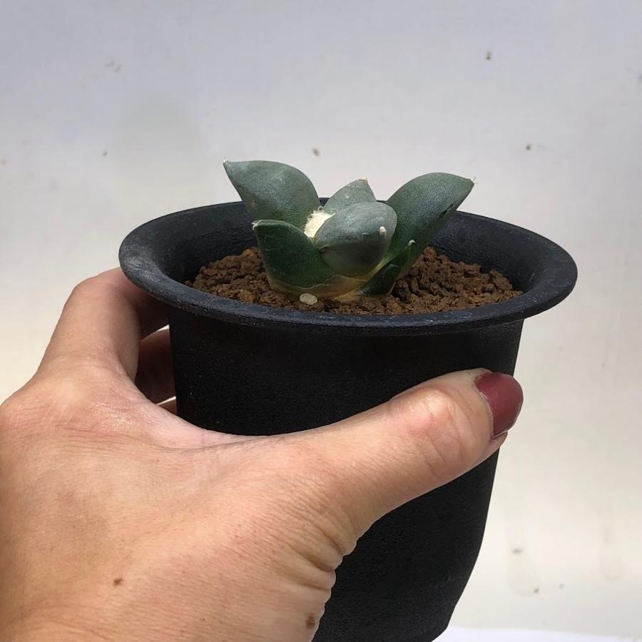 サボテン：アリオカルプス 青磁牡丹 実生 L*幅5.5cm ☆赤松実生