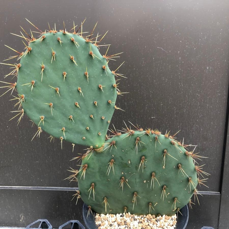 サボテン ウチワサボテン 幅25ｃｍ 現品 一品限り 傷あり お届け時に葉が折れてしまう可能性が高いです Sv 遊恵盆栽 Yahoo 店 通販 Yahoo ショッピング