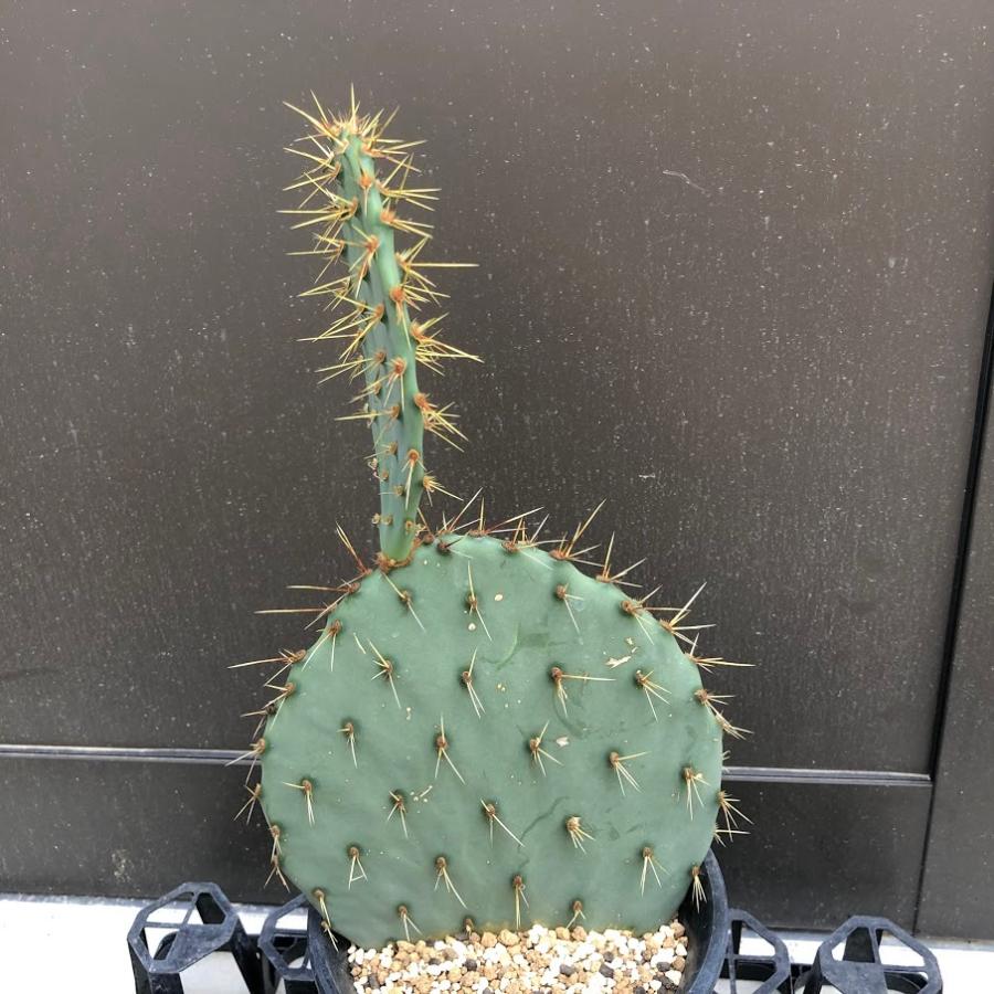 サボテン ウチワサボテン 幅ｃｍ 現品 一品限り お届け時に葉が折れてしまう可能性が高いです Sv 遊恵盆栽 Yahoo 店 通販 Yahoo ショッピング