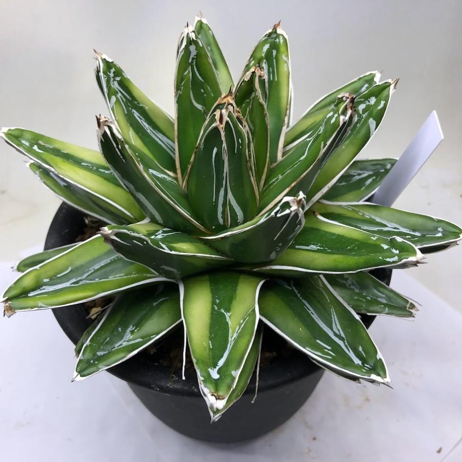 多肉植物：アガベ　輝山（きざん）*幅18ｃｍ　現品！一品限り